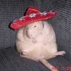 immashowerinrat