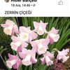 zerrin.ner2