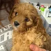 nalathecavapoo3