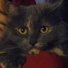 moelovescatnip