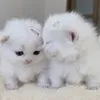 sooeitfiji3