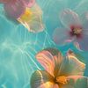 lanounou_1