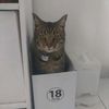 www.tiktok.comthh0