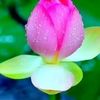 adam.omer.dawood