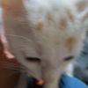 kittygirl9992