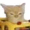 funny.cat827