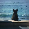 raysharor_