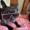 milliethefrenchie8