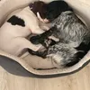 dogsandkittiesrus