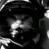prty_urfzid