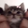 loreleineko