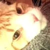 cookie_monsterr206