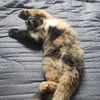 kucing.michi6