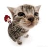 miaahs_right_eye_socket