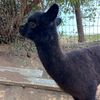 AdoptMe