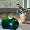 meow_meow28468