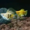 j_rontail