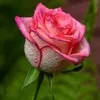 test77163