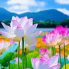 ly.cuong.thach