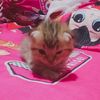 lanzz_673