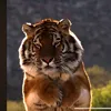 supertiger3113