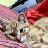 mikomenta_