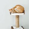 MyStrayCheese