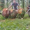 putragondes3