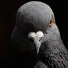 me919466