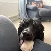 stanleythecrazycocker