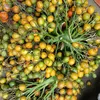 VƯỜN CAU QUỐC HẢI