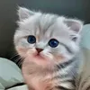 Angel Kitten