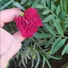 user6113016614008