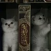 salafi058