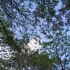 araariel_