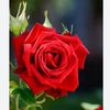 abdur.rohim7730