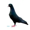 user6216081170003