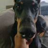 layladoggy5