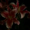demzrqze