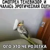 tommy_cash332