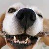 jedi_thebeagledog