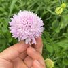 ninhi_garden
