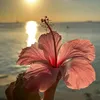 achadinhos.da.sho9185