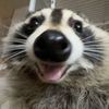 boogerbal