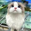 cutecates10