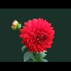 maruf.sarkar883