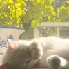 mayaa_31