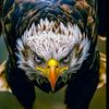 yaseen__5050