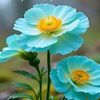 tilawat.for.hearts