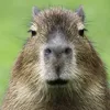 capybara.lover328